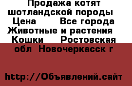 Продажа котят шотландской породы › Цена ­ - - Все города Животные и растения » Кошки   . Ростовская обл.,Новочеркасск г.